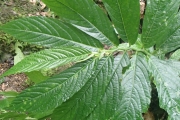 <strong>Elatostema nemorosum - Ramon, Laurence - 122</strong><br />© Ramon, Laurence